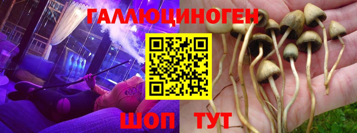 Псилоцибиновые грибы Psilocybe  Вход с VPN  Киржач 